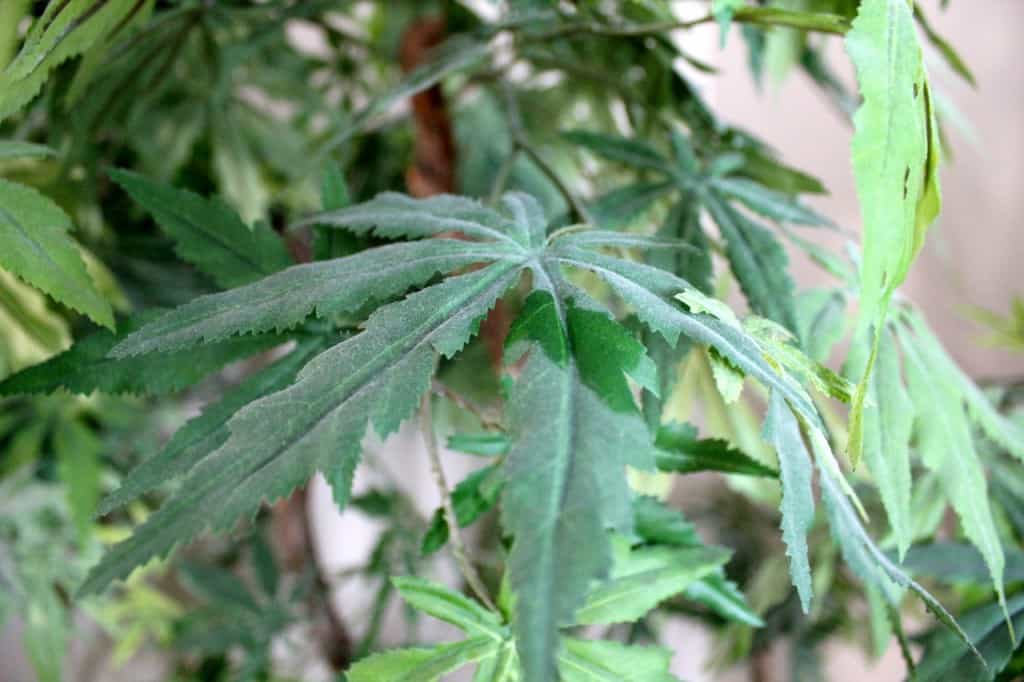 Cleaning Silk Plants & Flowers Clean My Space