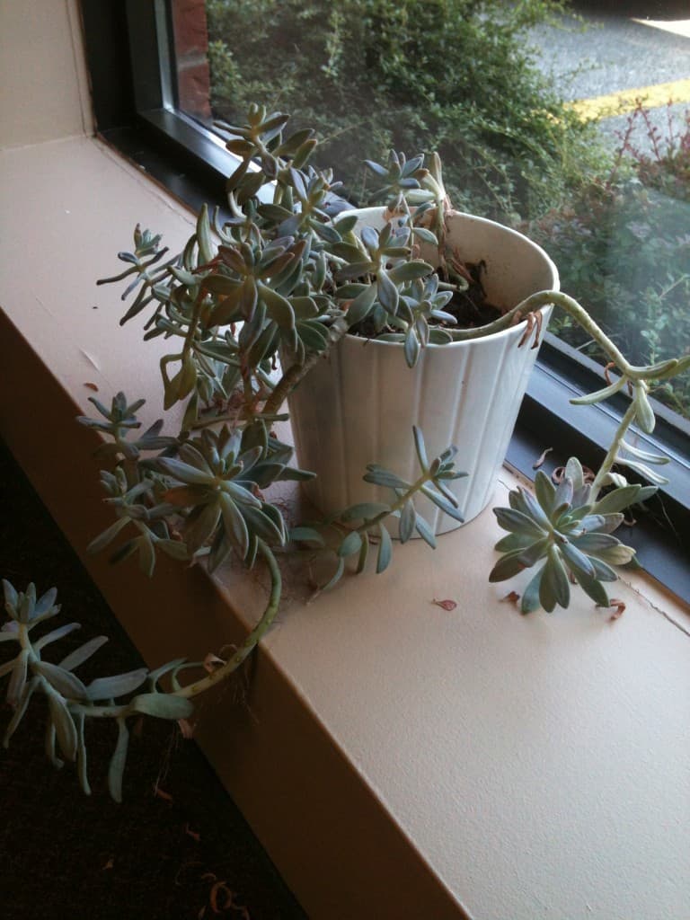 Cleaning Silk Plants & Flowers Clean My Space