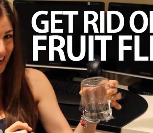 Get Rid of Fruit Flies! kill fruit flies