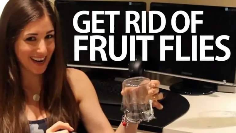kill fruit flies