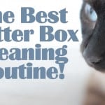 The Best Litter Box Cleaning Routine how to clean litter box