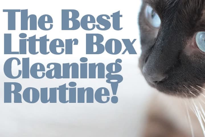 https://cleanmyspace.com/wp-content/uploads/2013/08/litter-box-cleaning-routine.jpg