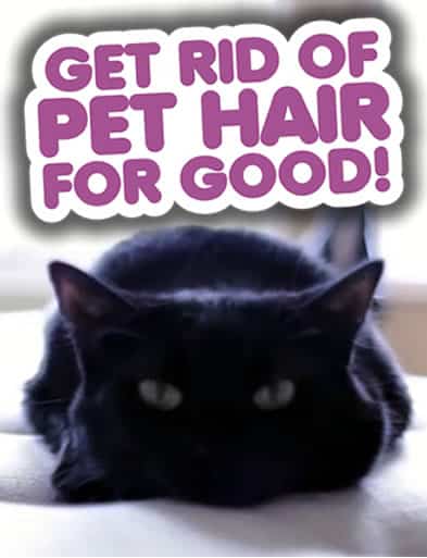 get rid of pet hair pin
