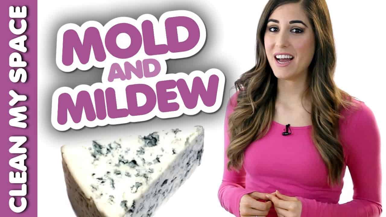 28 Things You Should Know About Mold & Mildew! - Clean My Space