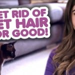Get Rid of Pet Hair for Good! get rid of pet hair