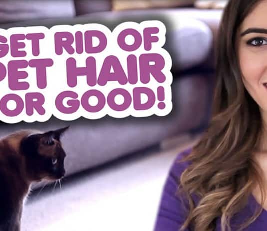 Get Rid of Pet Hair for Good! get rid of pet hair
