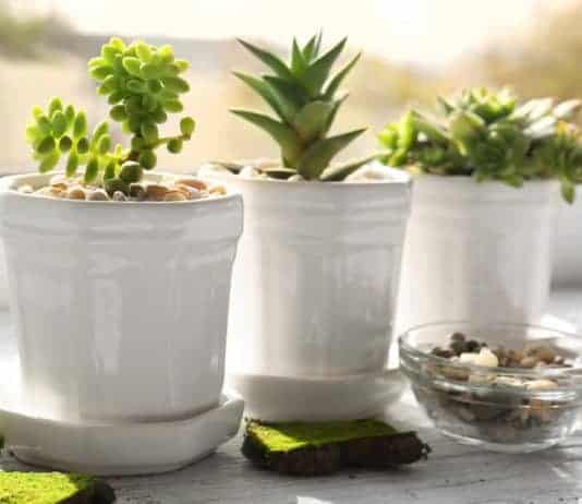 Houseplants! Don’t just treat them like wallpaper. houseplant care