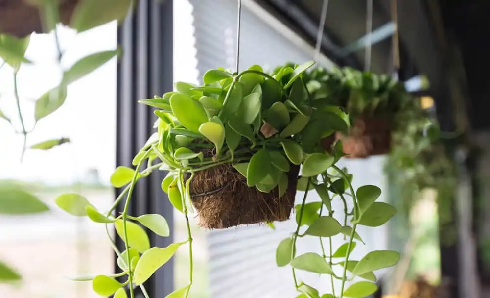 hanging houseplants