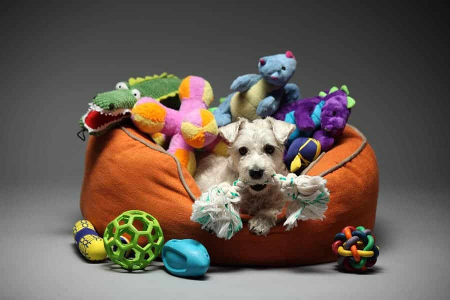 pet in bed with toys