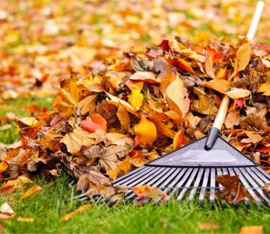 2020 Fall Cleaning Checklist fall leaves