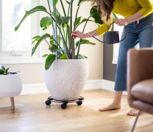 11 Must Have Products For Indoor Plant Owners Melissa watering plant