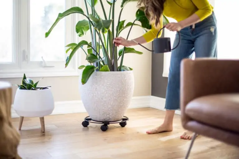 Melissa watering plant