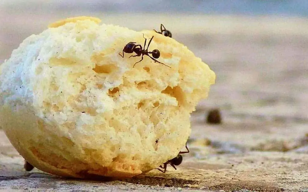 ants eating bread