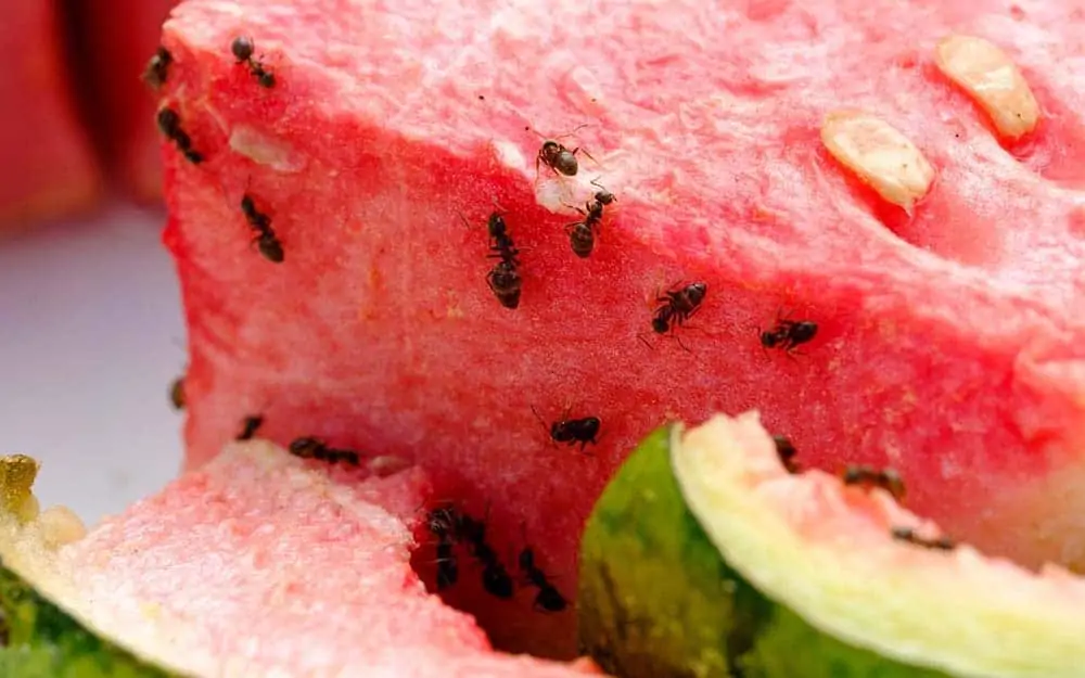 ants eating a watermelon