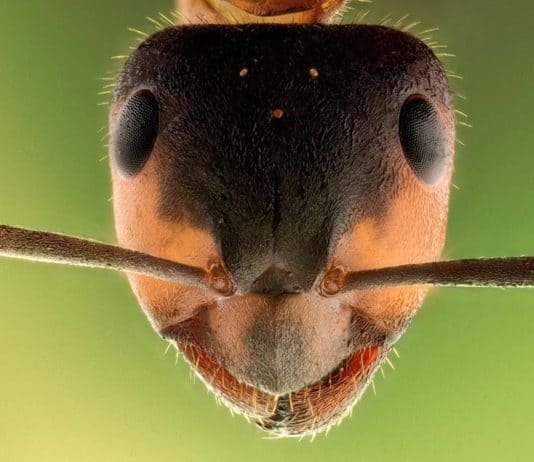 12 Ways to Get Rid of Ants! Adorable ant face