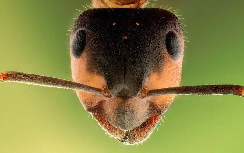 Adorable ant face