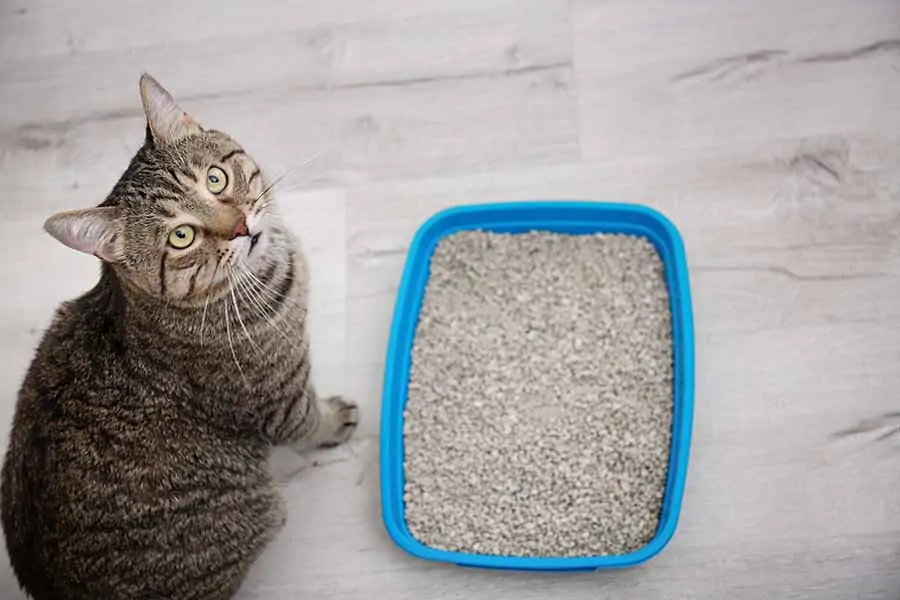 cat beside litter box