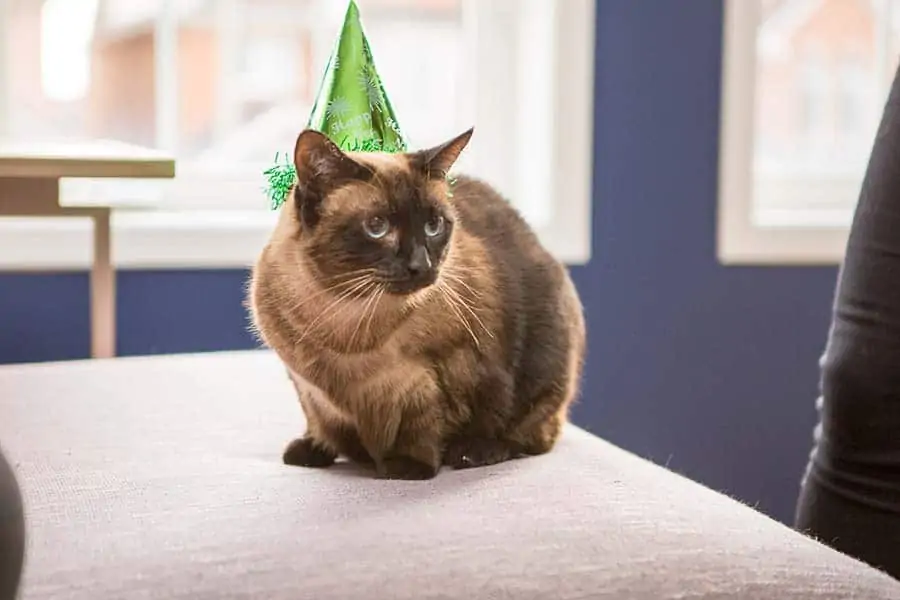 A cat wearing a party hat
