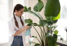 Top 10 Dusting Tips: How to Dust Properly Melissa dusting plants