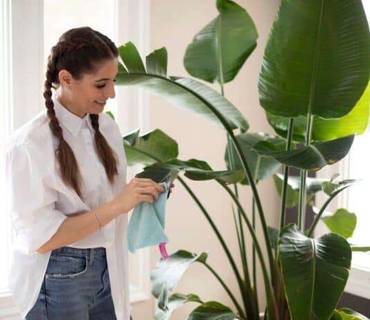 Top 10 Dusting Tips: How to Dust Properly Melissa dusting plants